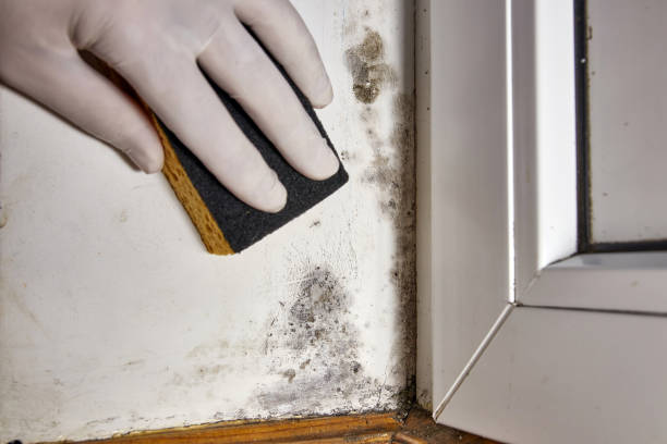 Canyonville, OR Mold Removal Company